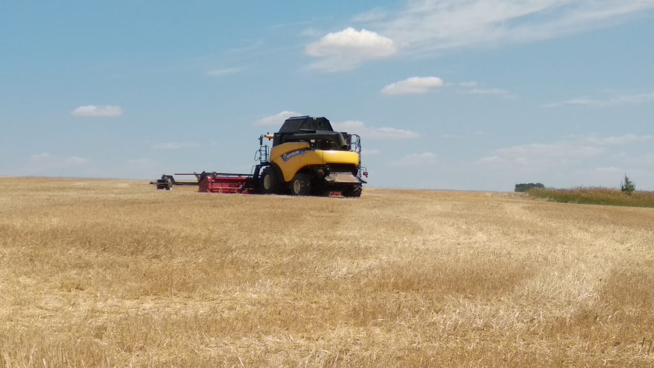 збирання зернових 2019