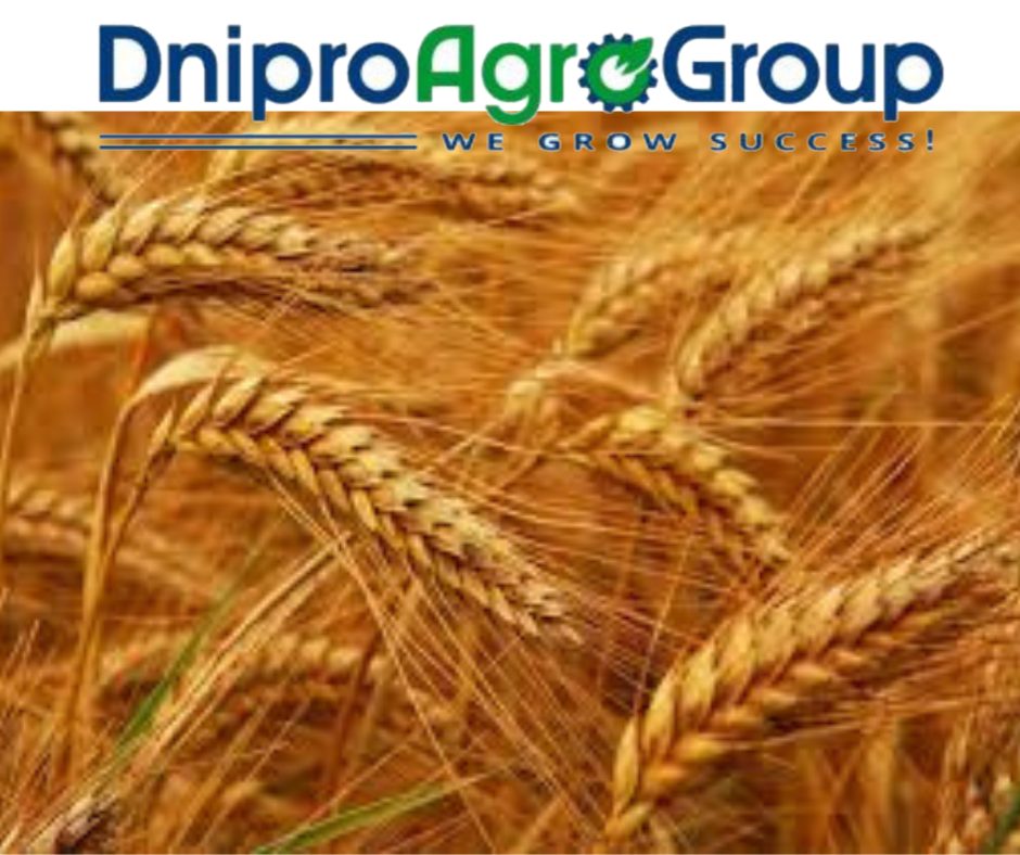 ринок пшениці