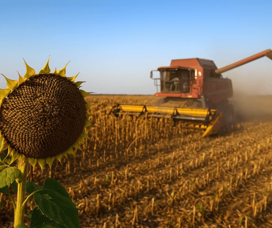 жнива соняшника