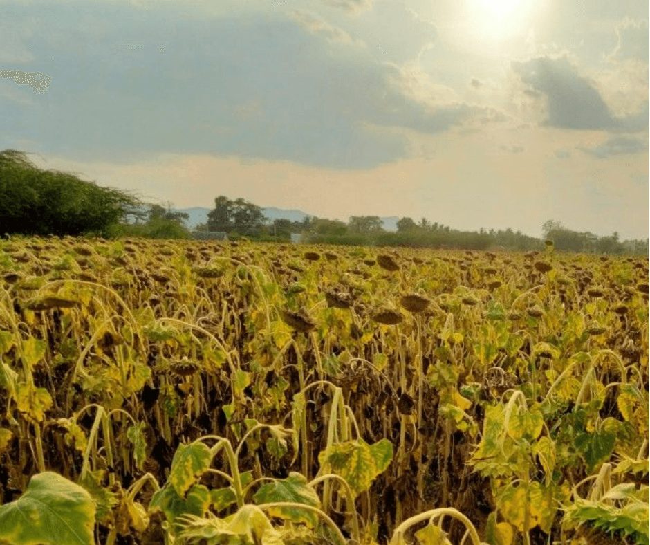 підсумки збору